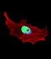 BHLH3 Antibody (N-term)