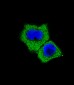 Smad7 Antibody (Center)