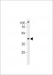 DANRE pou3f3a Antibody (C-term)