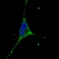 PODXL Antibody (C-term) (Ascites)