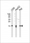 H2AFX Antibody (N-term)