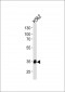 MBD3 Antibody (C-term)