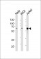 HDAC1 Antibody