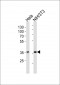 NFKBIA Antibody