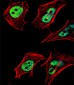 HDAC2 Antibody (C-term)