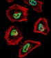 NCOR1 Antibody (N-term)