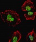 NCL Antibody (Center E443)