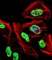 TRIM28 Antibody (N-term)