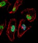 TBX6 Antibody (Center)