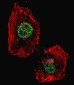 LSD1 Antibody (C-term)