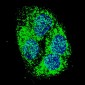 BNIP3 Antibody (BH3 Domain Specific)