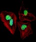 NFIA Antibody (C-term)