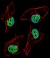 NFYB Antibody (N-term)