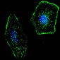 ERAS Antibody (N-term) (F66)