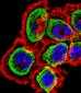 RCAN1 Antibody (N-term)