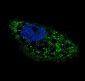 ATG4D Antibody (C-term)