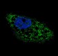 AP1811c-ATG4D-Antibody-C-term