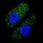 APG5 Antibody