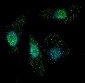 ATG7 Antibody