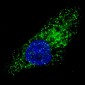 AP1814c-ATG9A-Antibody-C-term