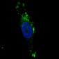 ATG12 Antibody (N-term)