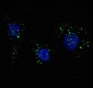 PI3KC3 Antibody (S34)