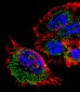 MRPL28 Antibody (N-term)