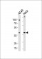 FAM50A Antibody (C-term)