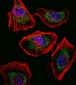 SOX4 Antibody (N-term)