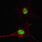 AP2048e-SOX2-Antibody-C265