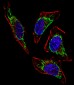 HSPD1 Antibody (Center)