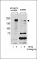 Phospho-ERBB3(Y1289) Antibody