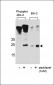 Phospho-bcl-2(S70) Antibody