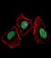 XRCC6 Antibody (C-term)