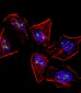 MOX1 (Meox1) Antibody (N-term)