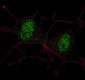 AP7365a-SMAD2-Antibody