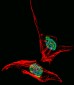 EN2 Antibody (C-term)