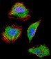 SMAD4 Antibody (C-term)