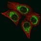 AIFM1 Antibody (N-term)