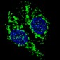 AIFM1 Antibody (N-term)