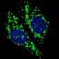 AIFM1 Antibody (N-term)