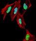 TBX1 Antibody (C-term)