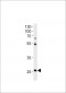 DANRE hoxc4a Antibody (C-term)