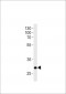 DANRE hoxc9a Antibody (C-term)