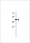 DANRE tfap2e Antibody (C-term)