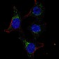 PDK4 Antibody (C-term)