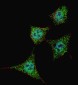 Phospho-Bad(S99) Antibody