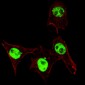 AP3249a-Phospho-SMAD3S208-Antibody