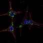 SYVN1 (HRD1) Antibody (C-term)