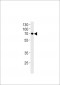 NTN1 Antibody (C-term)